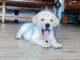 Labrador Male Puppies