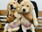 Labrador Male Puppies