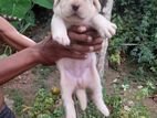 labrador Male puppies