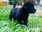 labrador Male puppies