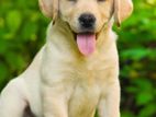 labrador Male puppies