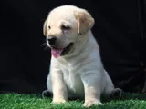 Labrador Male Puppies (pure Breed-Big Head Big Born)