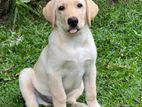 Labrador Male Puppy