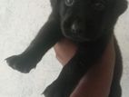 Labrador Male Puppy