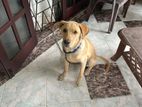 Labrador Male Puppy