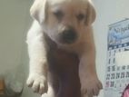 Labrador Male Puppy