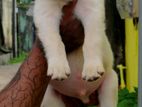 Labrador Male Puppy