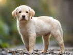 Labrador Male Puppy