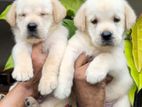 Labrador Male Puppy