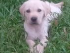 Labrador Male Puppy