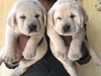 Labrador Male Puppy
