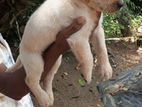 Labrador Male Puppy