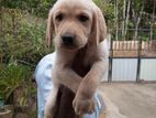 Labrador Male Puppy