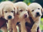 Labrador Male Puppies