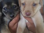 Labrador mix
