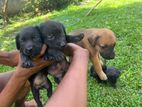 Labrador Mix Puppies