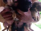 Labrador Mix Puppies