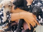 Labrador Mix Puppies