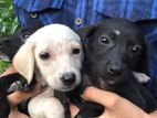 Labrador Mix Puppies