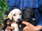 Labrador Mixed Puppies
