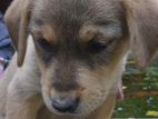 Labrador Mixed Puppy