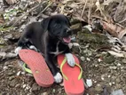 Labrador Mixed Puppy for Kind Home
