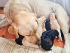 Labrador Mother and Puppies