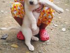 Labrador Puppies