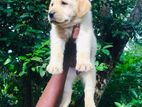 Labrador Puppies