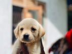 Labrador Puppy
