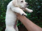 Labrador Puppy