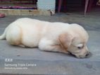 Labrador Puppy