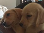 Labrador Puppy