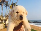 Labrador Puppies