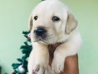 Labrador Puppies