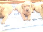 Labrador Puppies