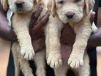 Labrador Puppies