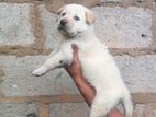 Labrador Puppies