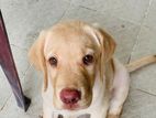 Labrador Pink Nose Puppy