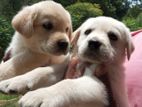 Labrador Puppies