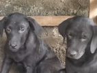 Labrador Puppies