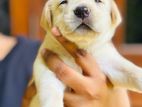 Labrador Puppies