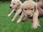 Labrador Puppies