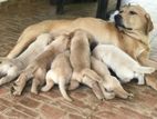 Labrador Puppies