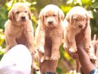 Labrador Puppies