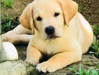 Labrador Puppies