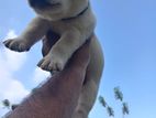 Labrador Puppy