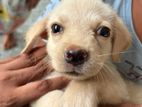 Labrador Puppies