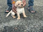 Labrador Puppy