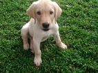 Labrador Puppy